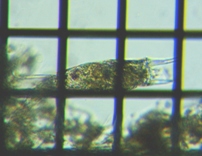 fig.05 �c�m�����V