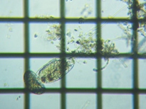 fig.06 �i�K�~�c�E�f�����V