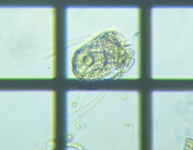 fig.08 �n�l�E�f�����V