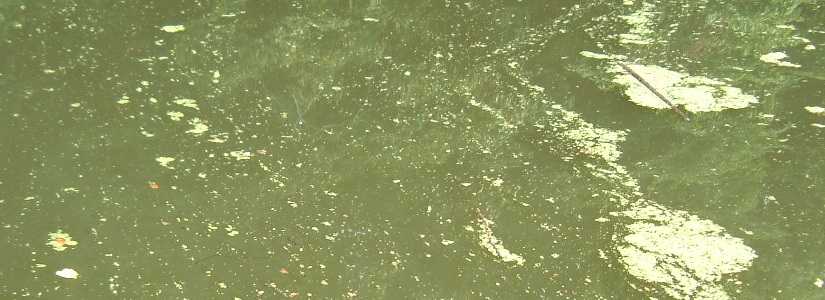 fig.01 �~�W���R�E�L�N�T�ƌy�x�A�I�R���ۂ̐���
�i�T�R�ΐ_�Љ��j