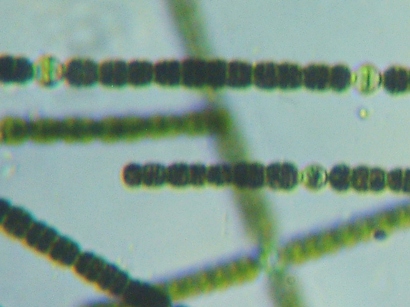 fig.03 �A�i�x�i