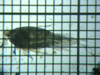 fig.01 �P���~�W���R��