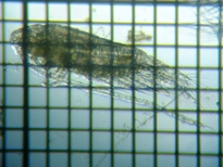 fig.02 �q�Q�i�K�P���~�W���R