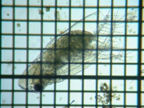 fig.04 �I�I�A�^�}�~�W���R