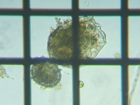 fig.06 �R�K�^�c�{�����V�ψٌ^