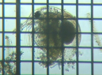 fig.01 �]�E�~�W���R