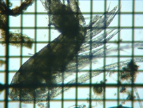 fig.03 �q�Q�i�K�P���~�W���R