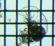 fig.05 �t�N�������V