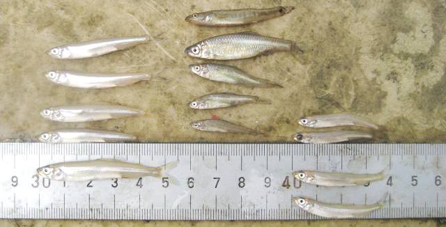 fig.01 ���J�T�M������
�i���̂T���ƉE�̂S���j