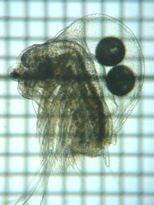 fig.01 �z���~�W���R