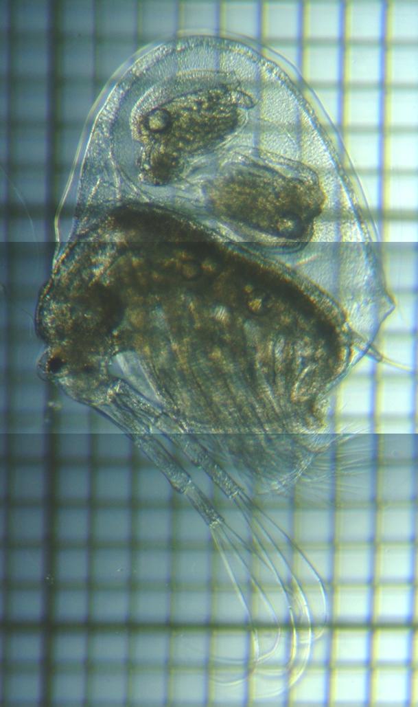 fig.01 �z���~�W���R��