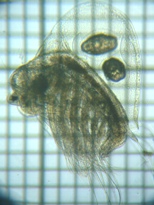 fig.02 �z���~�W���R