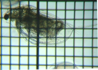 fig.03 �n���i�K�~�W���R