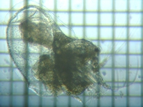 fig.01 �z���~�W���R