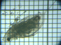 fig.03 �n���i�K�~�W���R�i�듪�j