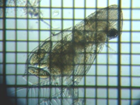 fig.05 �I�I�A�^�}�~�W���R�i���X���j