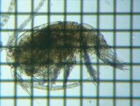 fig.06 �P���~�W���R��