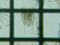 fig.09 �n�l�E�f�����V