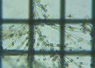 fig.10 �T���c�i�M��