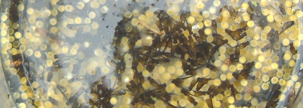 fig.02 �̎悵����ƑO���e��