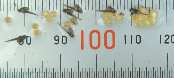 fig.05 ��ƑO���e���̑���