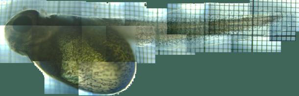 fig.01 �J�����`�[�O���e��
click here to enlarge