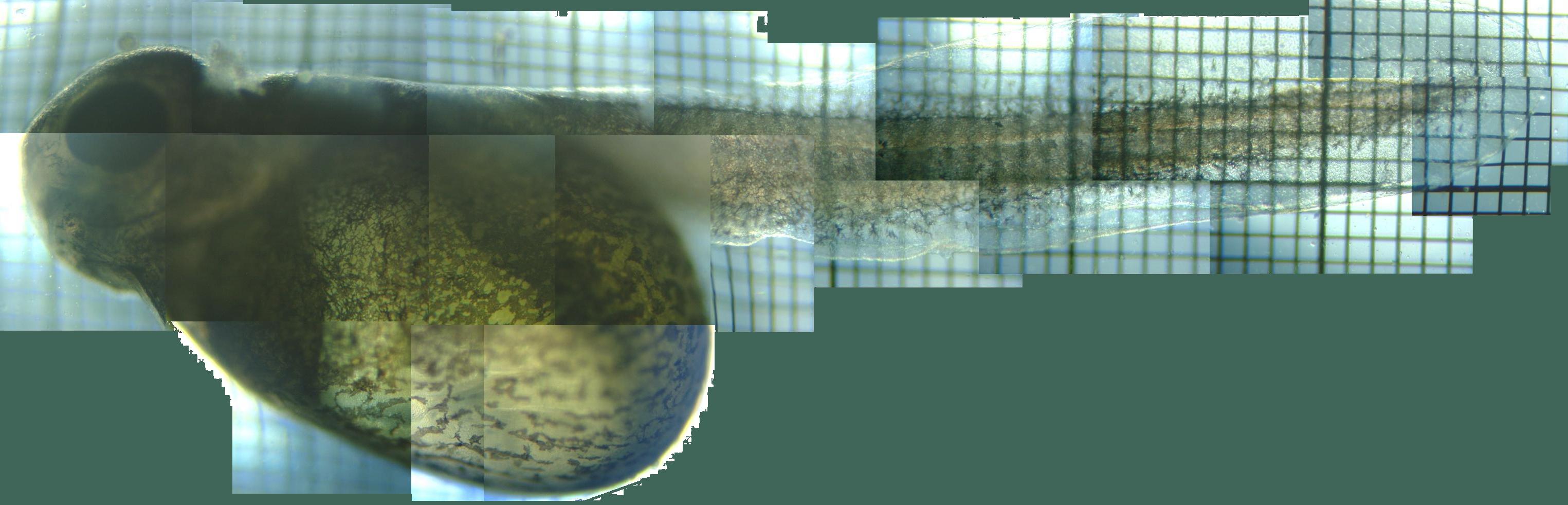 fig.01 �J�����`�[�O���e��