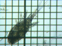 fig.01 �P���~�W���R���i���X�j