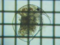 fig.02 �]�E�~�W���R�i���X�j