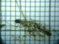 fig.03 �_�t�j�A