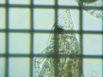 fig.04 �n���i�K�~�W���R�i�듪�j