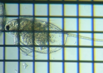 fig.05 �n���i�K�~�W���R�i�ۓ��j