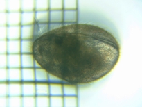 fig.06 �J�C�~�W���R��