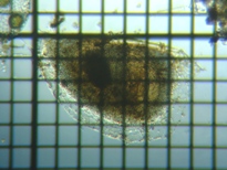 fig.07 �~�W���R�ڂ̑ϋv��