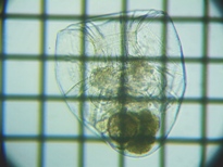 fig.10 �t�N�������V