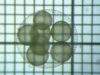 fig.12 �{���{�b�N�X��