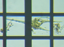 fig.13 �c�m�I�r���V