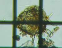 fig.14 �f�B�t���M�A��