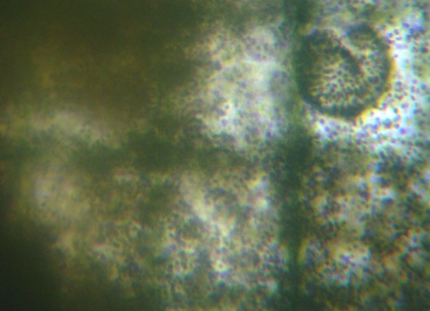 fig.03 ���{�����̕���