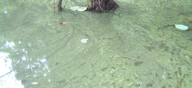 fig.01 �A�I�R���ۂ̐��ʁi�Y�փP�r���J�Áj