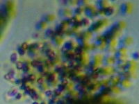 fig.02 �~�N���L�X�e�B�X