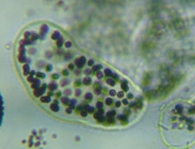 fig.03 �~�N���L�X�e�B�X