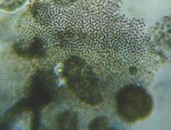 fig.04 �~�N���L�X�e�B�X