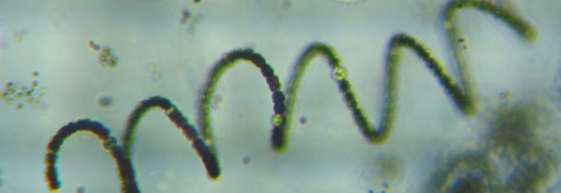 fig.05 �A�i�x�i