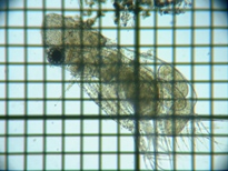 fig.02 �I�I�A�^�}�~�W���R