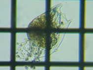 fig.04 �J���K�^�c�{�����V��