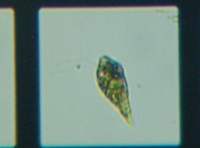 fig.05 �~�h�����V�̂P��