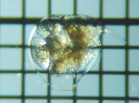 fig.01 �]�E�~�W���R