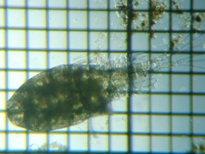 fig.02 �P���~�W���R��