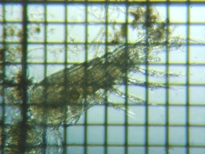 fig.03 �q�Q�i�K�P���~�W���R